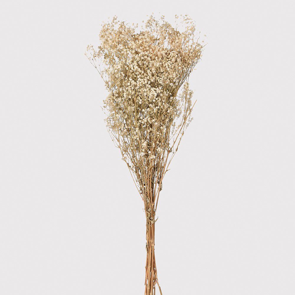 Gypsophila, Dried, Natural White - Atlas Flowers