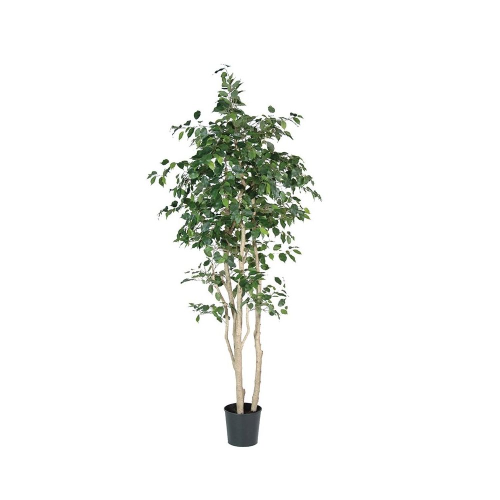 Multi-Stem Ficus Tree | Greenery | Sweetpea & Willow