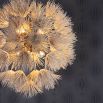 Chandelier with ivory coconut shells hand-formed into delicate dandelion shapes