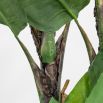 Handmade banana plant in plastic pot