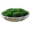 Awaken Moss Centrepiece