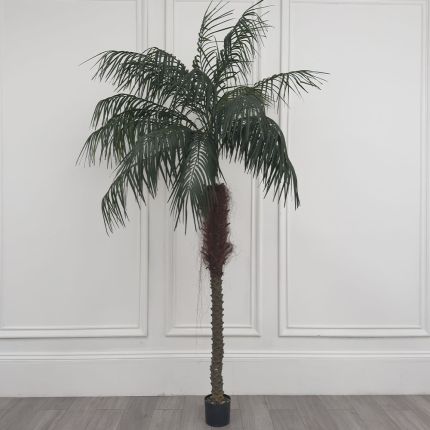 Ex-Display Coconut Palm Tree