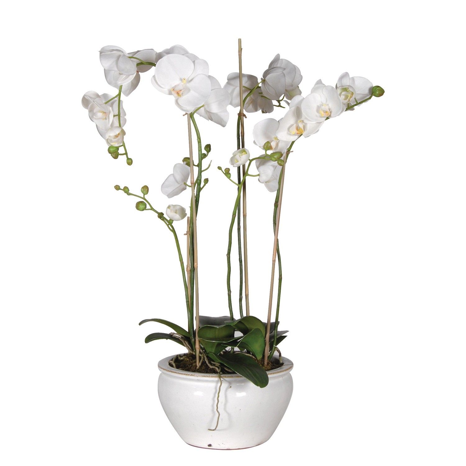 Small White Potted Orchid | Greenery | Sweetpea & Willow